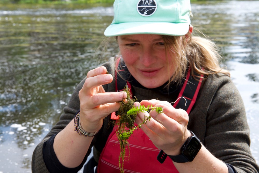 Laurel Genzoli examines algae from Klamath River